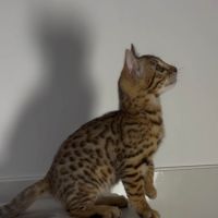 Chatons bengals brown rosettes #3