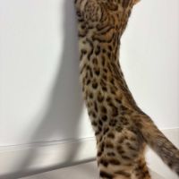 Chatons bengals brown rosettes #4