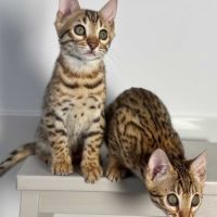 Chatons bengals brown rosettes