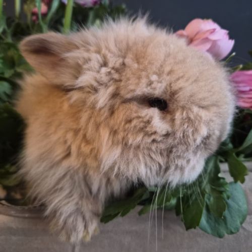 Angora anglais #6