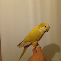Conure veuve eam #2