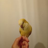 Conure veuve eam #0