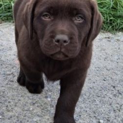 Chiot labrador chocolat #1
