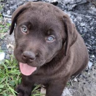 Chiot labrador chocolat #2