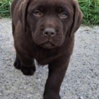 Chiot labrador chocolat #1