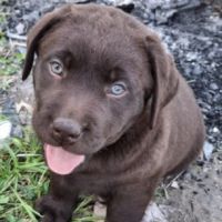 Chiot labrador chocolat #2