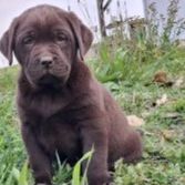 Chiot labrador chocolat