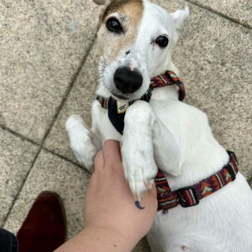 Toupie cherche sa famille #2