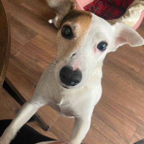 Toupie cherche sa famille #3