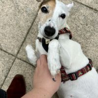 Toupie cherche sa famille #2