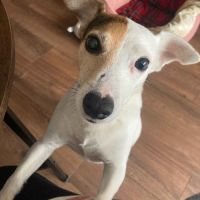 Toupie cherche sa famille #3