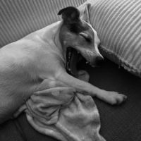 Toupie cherche sa famille #4