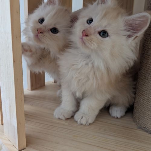 Chatons maine coon loof #2