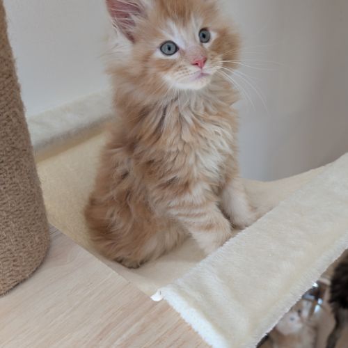 Chatons maine coon loof #3