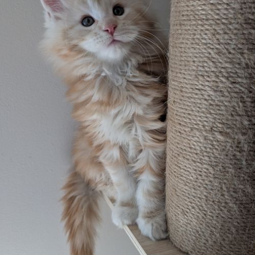 Chatons maine coon loof