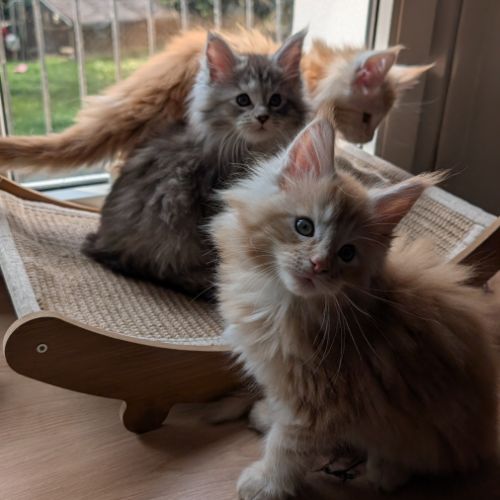 Chatons maine coon loof #7