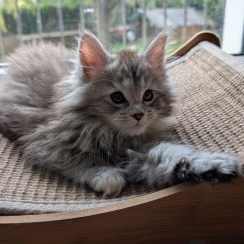 Chatons maine coon loof #10