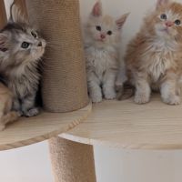 Chatons maine coon loof #1