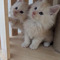 Chatons maine coon loof #2