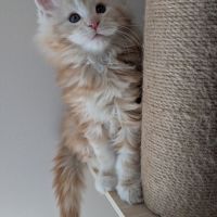 Chatons maine coon loof