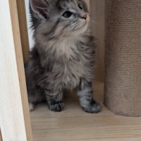 Chatons maine coon loof #5
