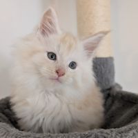 Chatons maine coon loof #6