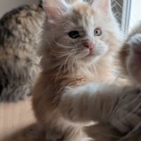 Chatons maine coon loof #8
