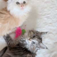 Chatons maine coon loof #9