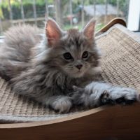 Chatons maine coon loof #10