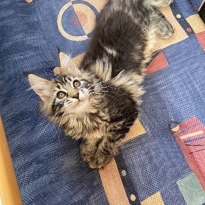 Arizona main coon #3