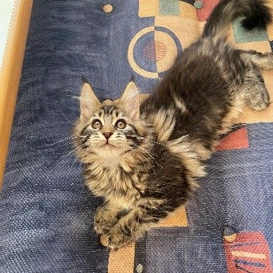 Arizona main coon #4