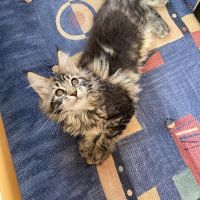 Arizona main coon #3
