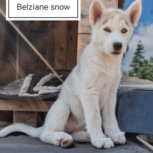 Chiots husky cherche famille pour la vie #1