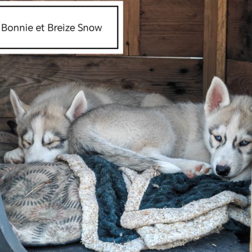 Chiots husky cherche famille pour la vie #2