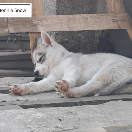 Chiots husky cherche famille pour la vie #4