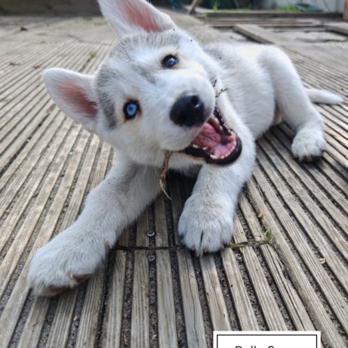 Chiots husky cherche famille pour la vie #5