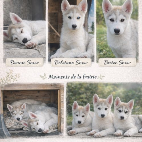 Chiots husky cherche famille pour la vie #0