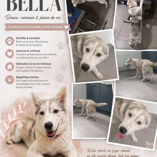Chiots husky cherche famille pour la vie #2