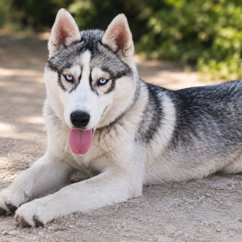 Chiots husky cherche famille pour la vie #4