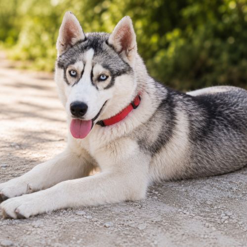 Chiots husky cherche famille pour la vie #5