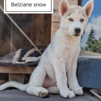 Chiots husky cherche famille pour la vie #1