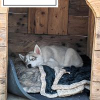 Chiots husky cherche famille pour la vie #3