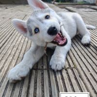 Chiots husky cherche famille pour la vie #5