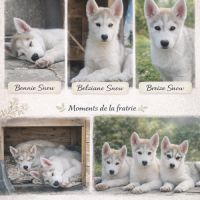 Chiots husky cherche famille pour la vie