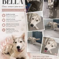 Chiots husky cherche famille pour la vie #2