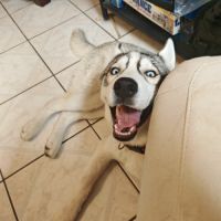 Chiots husky cherche famille pour la vie