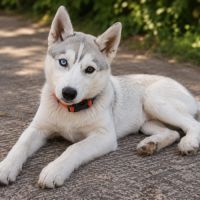 Chiots husky cherche famille pour la vie