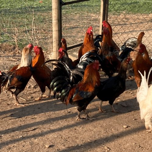 Coqs mélangés  de basse cours