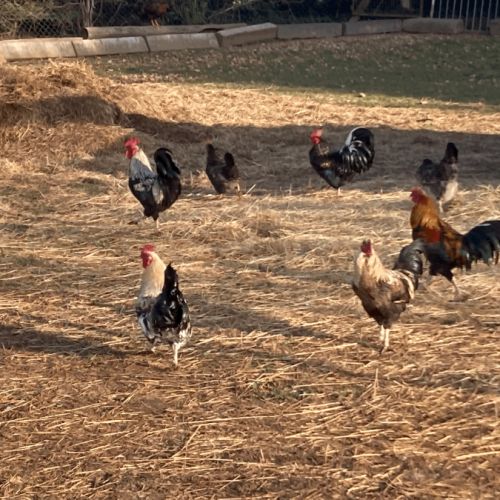 Coqs mélangés  de basse cours #2