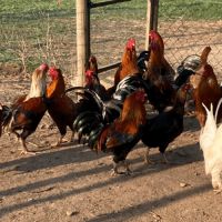 Coqs mélangés  de basse cours #0